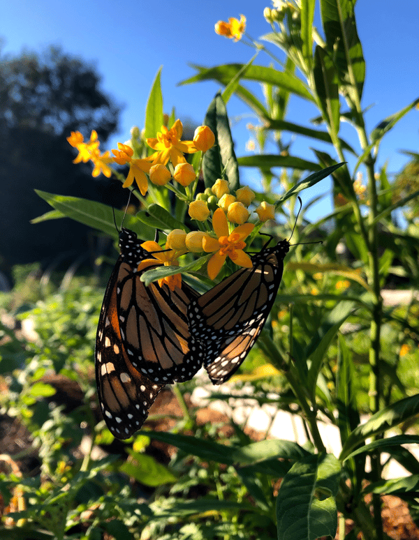 two monarch butterflies on a milkweed plant