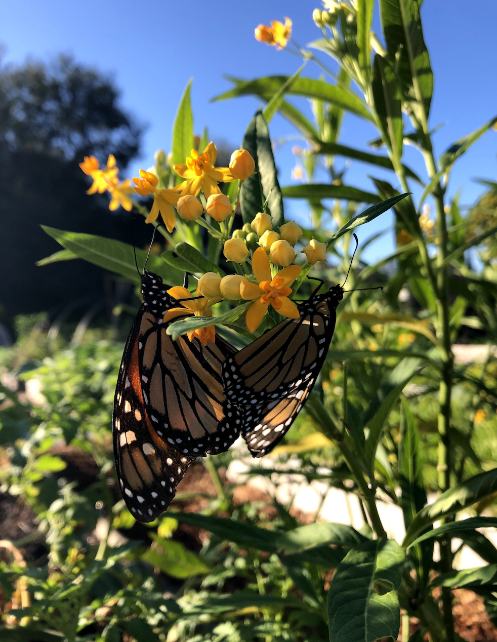 two monarch butterflies on a milkweed plant